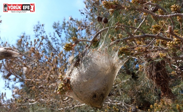 Aydın’daki çam ormanlarını ’çam kese böceği’ sardı