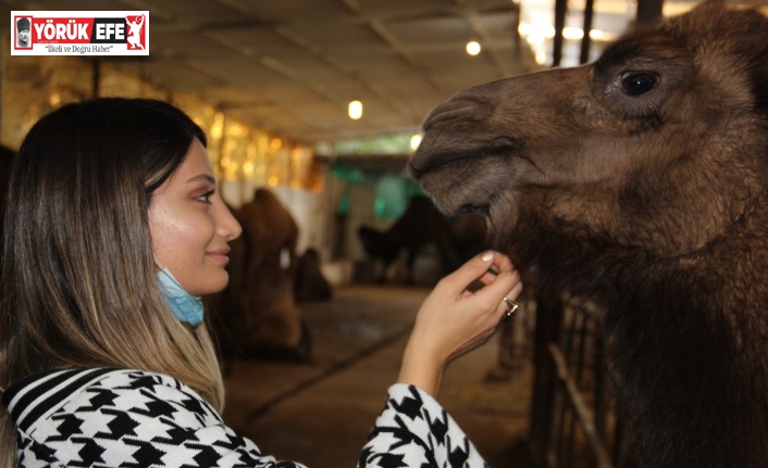 Ayşegül Öğretmen, develerle stres atıyor