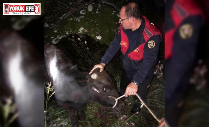 Kayalıklara sıkışan ineği itfaiye kurtardı