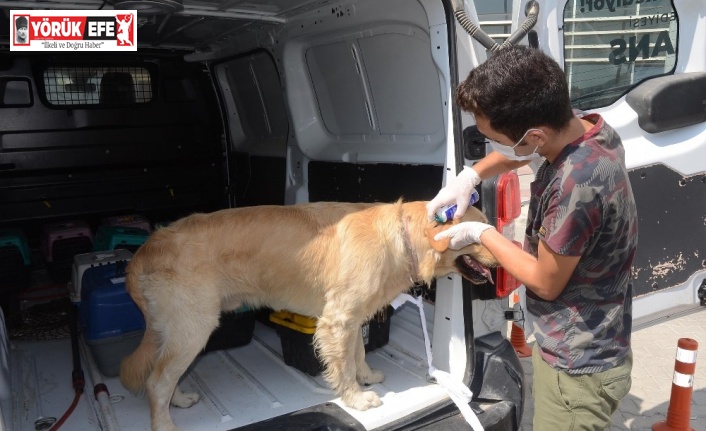 Kuşadası’nın sokak hayvanları emin ellerde