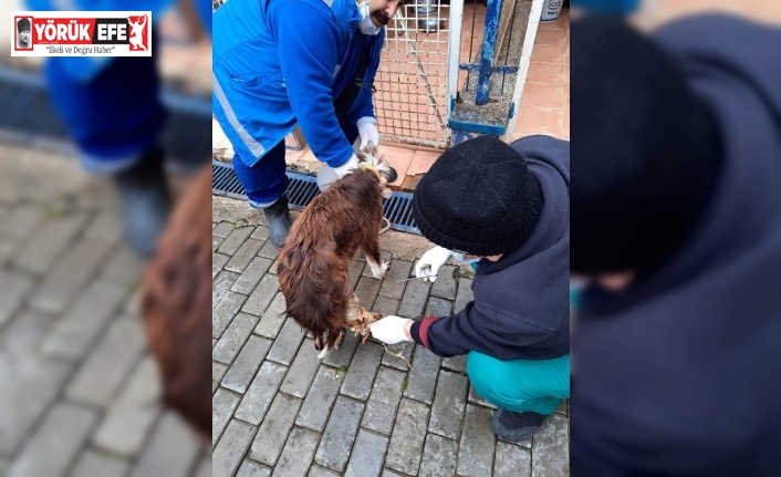 Muhtarın dikkati, yaralı köpeği kurtardı