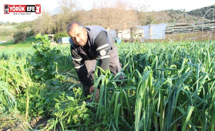 Pırasa bu yıl üreticisine tat vermedi
