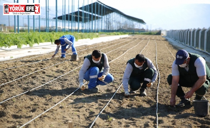 Taşköprü sarımsağı Aydın Büyükşehir Belediyesi’nin ’Aydın Çiftçi Merkezi’nde hayat buluyor