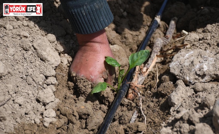 Ata tohumlarının fideleri Adabahçe’nin bereketli toprağıyla buluştu