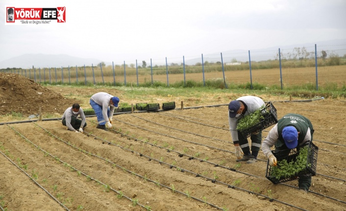 Aydın Büyükşehir Belediyesi Ata Tohumlarını bu yıl da toprakla buluşturdu