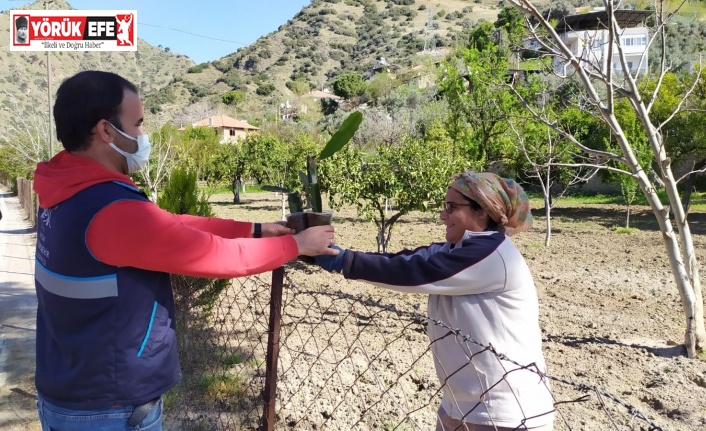 Aydın Büyükşehir Ejder Meyvesi fidanı dağıttı