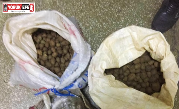 Aydın’da 30 kilogram orkide yumrusu ele geçirildi