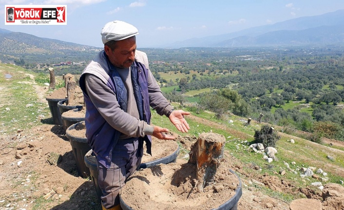 Bozdoğan’da kesilen zeytin ağaçları için vatandaşlar tepkili