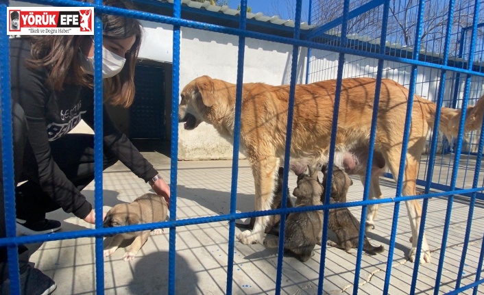 Can Dostlar Kuşadası Rehabilitasyon Merkezi’nde Sahiplenilmeyi Bekliyor