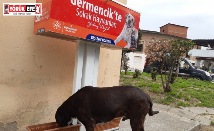 Germencik Belediyesi sokak hayvanları için beslenme noktaları kuruldu