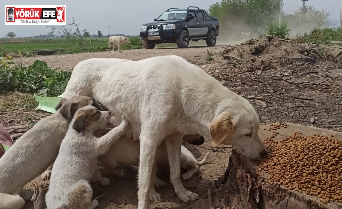 Kısıtlamada sokak canları unutulmadı