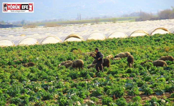 Lahanalar koyunlara kaldı