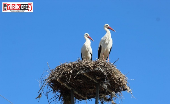 Leylek sayımlarında, yaşanan artış sevindirdi