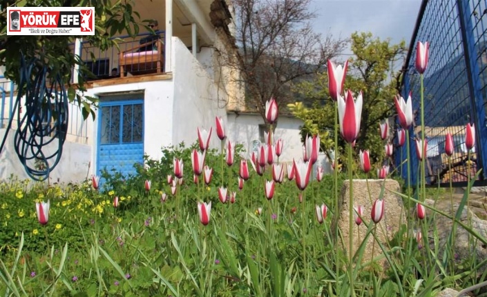 Osmanlı’nın kayıp lalesi Aydın’da bulundu