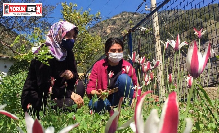 Osmanlı’nın kayıp lalesi koruma altına alınacak