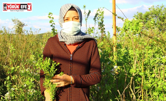 Pandemi toprak ve fidana olan ilgiyi arttırdı