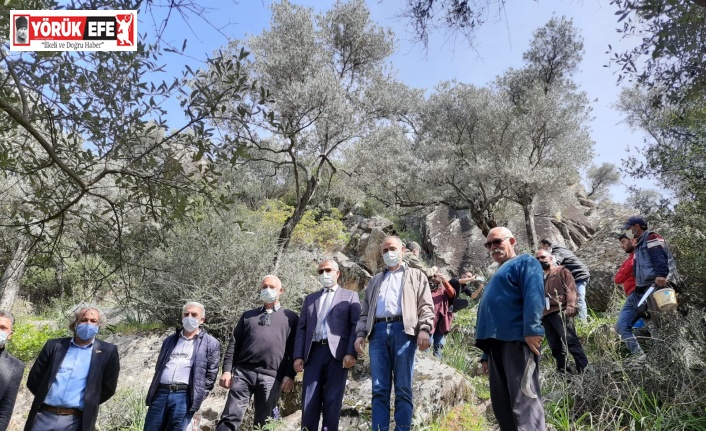 Söke’de 25 bin dekar delice zeytin alanı, üretime kazandırılacak