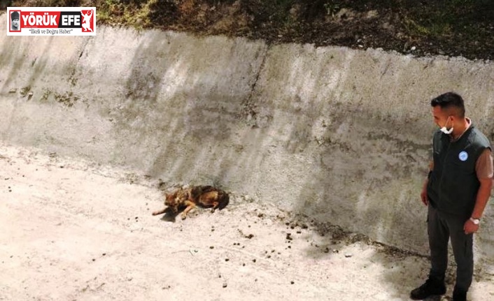 Sulama kanalında, yaralı halde bulunan Çakal, kurtarılamadı