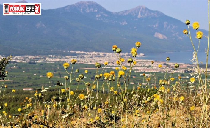Tülüşah deneme parselinde değerlendirme toplantısı yapıldı