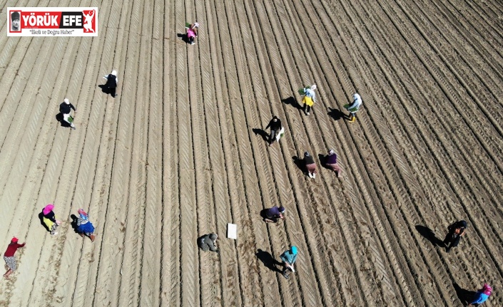 Aydın’da buğday ve ayçiçeği ekimleri arttı