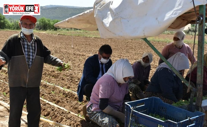 Aydın’da tarım işçileri 1 Mayıs’ı çalışarak geçirdi