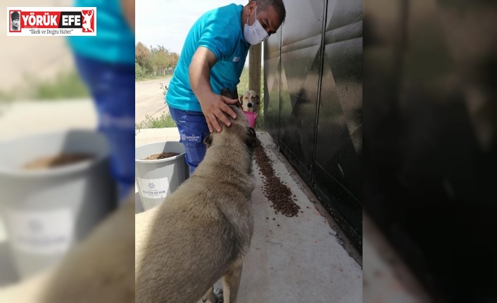 Büyükşehir, can dostlarını unutmadı