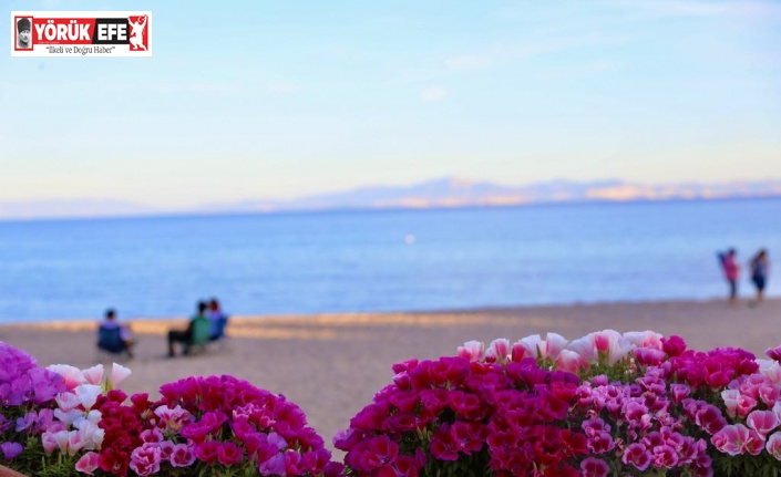 Didim Belediyesi kenti, çiçek bahçesine çevirdi