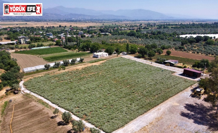 Efeler’in kekikleri hasada hazırlanıyor