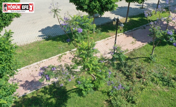 Jakaranda ağaçları Didim’e güzellik kattı