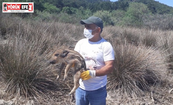 Kuşadası’nda annelerini kaybeden yavru domuzlar doğal yaşamlarına bırakıldı