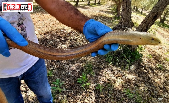 Kuşadası’nda yılan görünümlü  kertenkele doğal ortamına bırakıldı