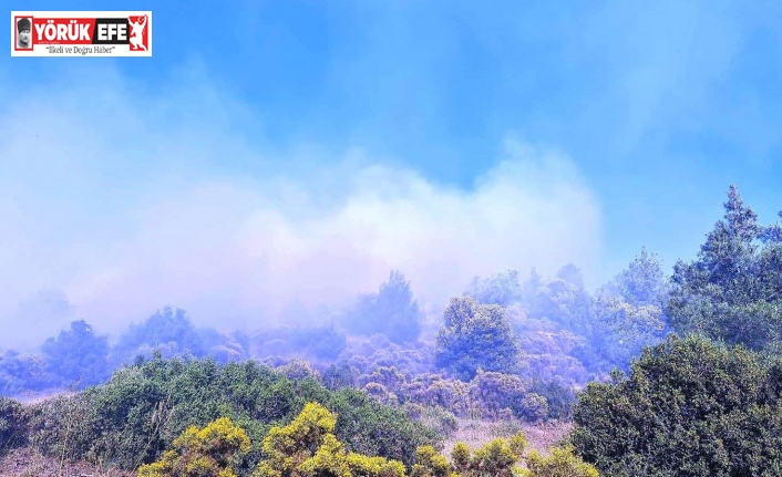 Kuyucak’taki yangında 4 hektar ormanlık alan zarar gördü