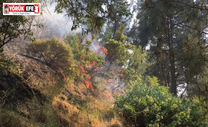 Şehir merkezindeki ormanlık alanda yangın çıktı