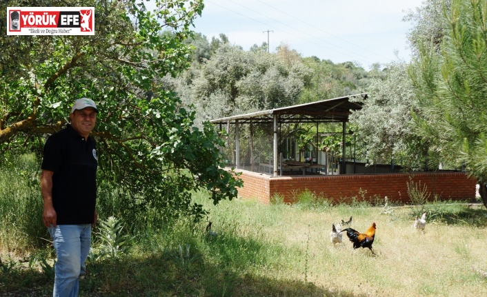 Uzmanlardan müstakil evlerde yaşayanlara ‘tavuk edinin’ tavsiyesi