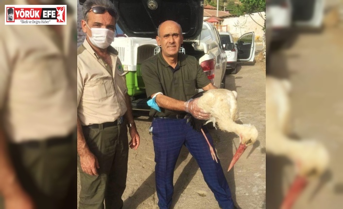 Yaralı leylek tedavi altına alındı