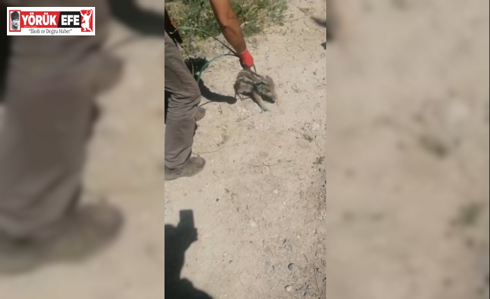 Yavru yaban domuzu böyle kurtarıldı