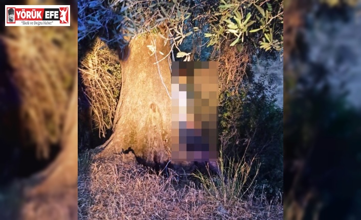 Zeytin ağacında asılı halde bulundu