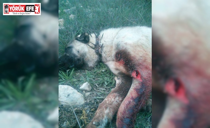 Aydın dağlarında domuzlar davar sürülerini de saldırmaya başladı