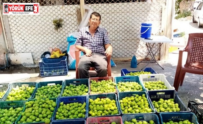 Aydın’da ’ilekleme’ dönemi devam ediyor