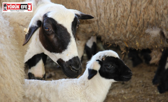 Aydın’da ’SOYBİS Projesi’ kapsamında bin 22 küçükbaş hayvan küpeleniyor