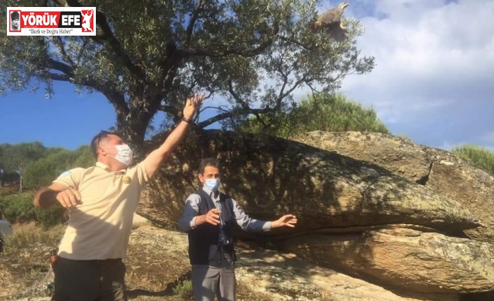 Aydın’da yüzlerce keklik doğaya salındı