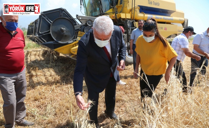 Başkan Atay’dan Karakılçık Buğdayı hasadı