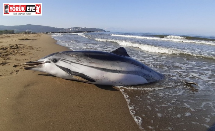 Çizgili Yunus ölü olarak kıyıya vurdu