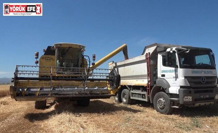 Germencik Belediyesi arazine ektiği buğdayı hasat etti