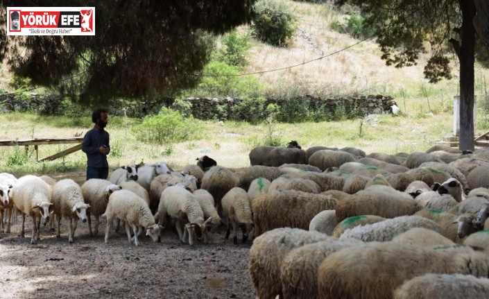 Koyun-keçi destek ödemeleri başladı