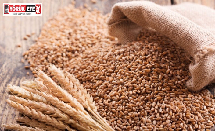 Söke TARİŞ buğday üreticilerinin güvencesi oldu