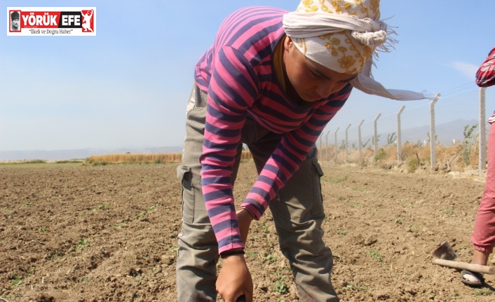 Tarlada çapa sallayıp şampiyonaya hazırlanıyor
