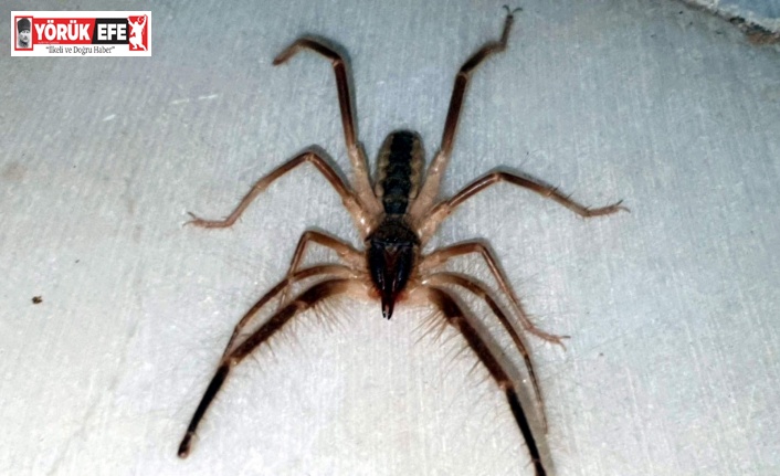 Tehlikeli ’Çöl Örümceği’  Aydın’da ortaya çıktı