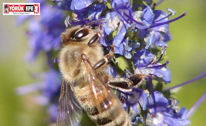 Türkiye’de arılar nüfus planlamasına gitti