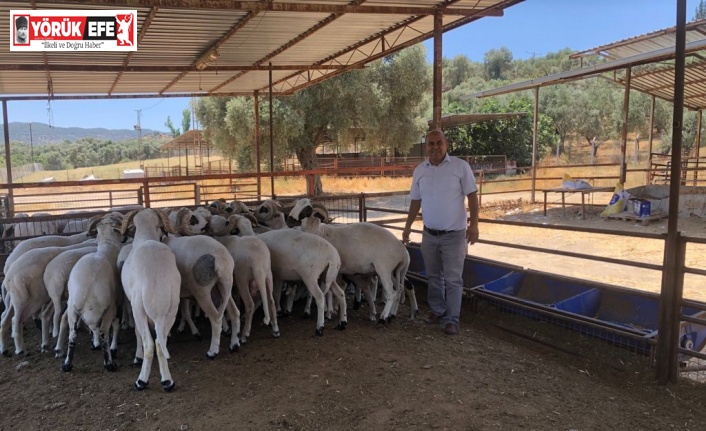 Üniversiteli kurbanlıklar satışa sunuldu
